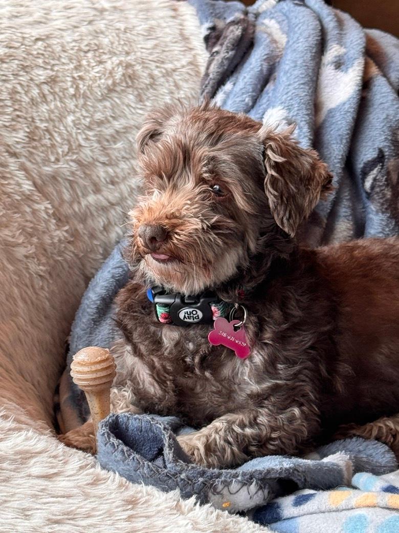 Didi in Plymouth, Michigan, a Adopted Havanese in Plymouth, MI image 1/6