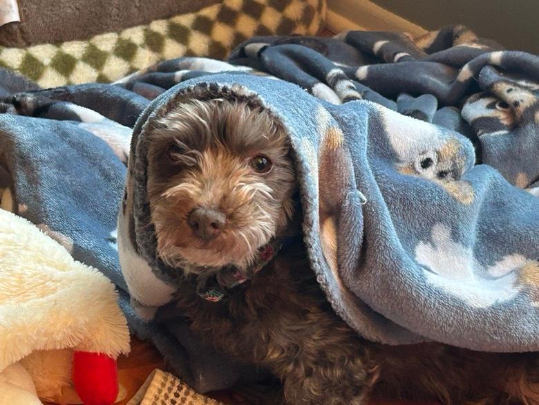 Didi in Plymouth, Michigan, a Adopted Havanese in Plymouth, MI image 2/6