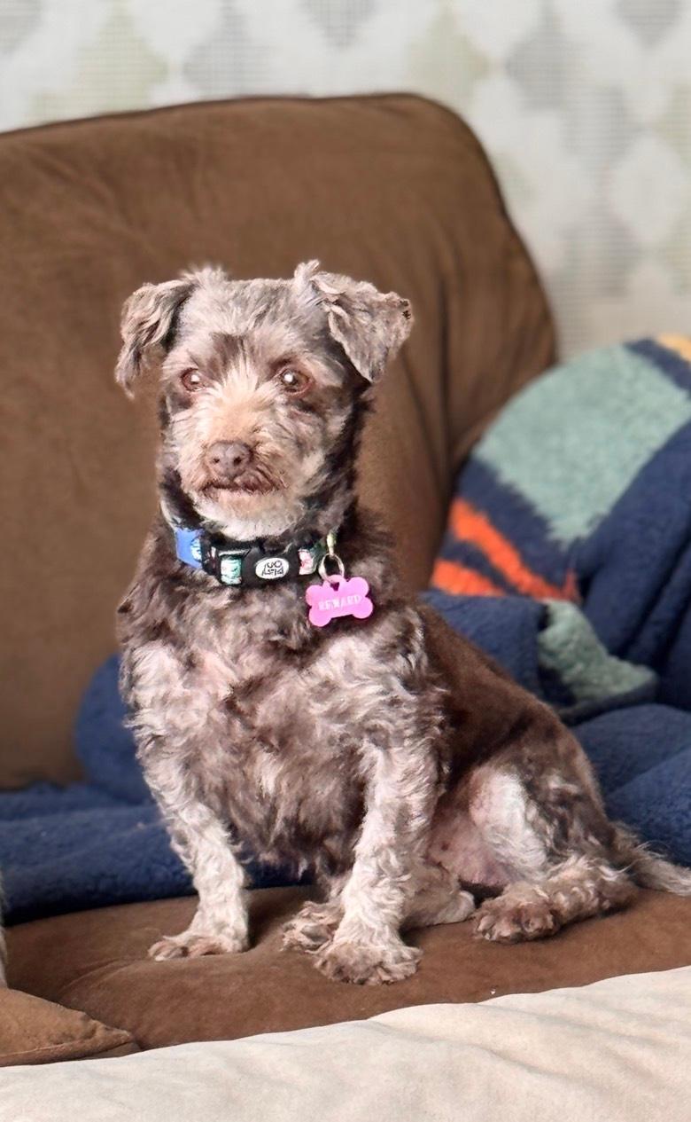Didi in Plymouth, Michigan, a Adopted Havanese in Plymouth, MI image 3/6