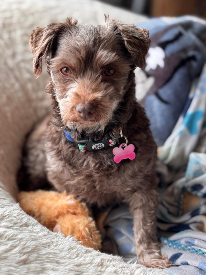 Didi in Plymouth, Michigan, a Adopted Havanese in Plymouth, MI image 4/6