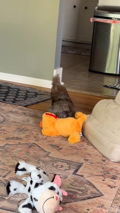 Enlarge Didi in Plymouth, Michigan, a Adopted Havanese in Plymouth, MI video 5/6