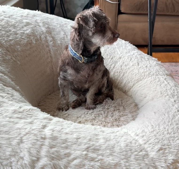 Enlarge Didi in Plymouth, Michigan, a Adopted Havanese in Plymouth, MI video 6/6