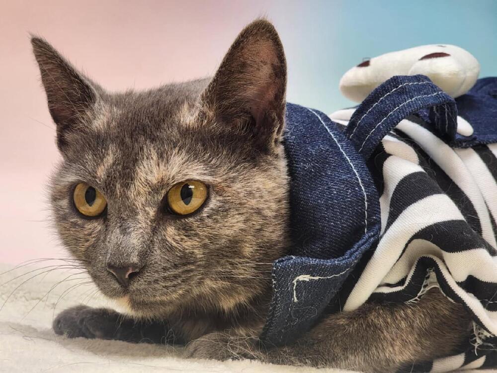 Chica, Adoptable, Young Female Domestic Short Hair.