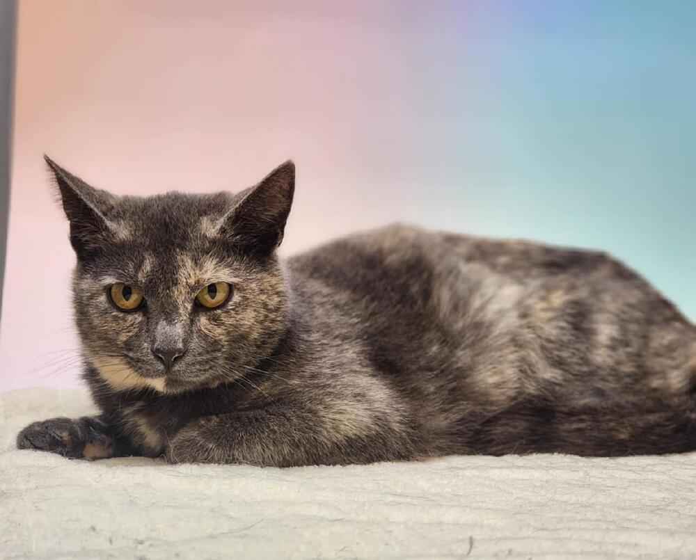 Enlarge Chica, a Adoptable mixed breed in Wendell, NC image 2/3