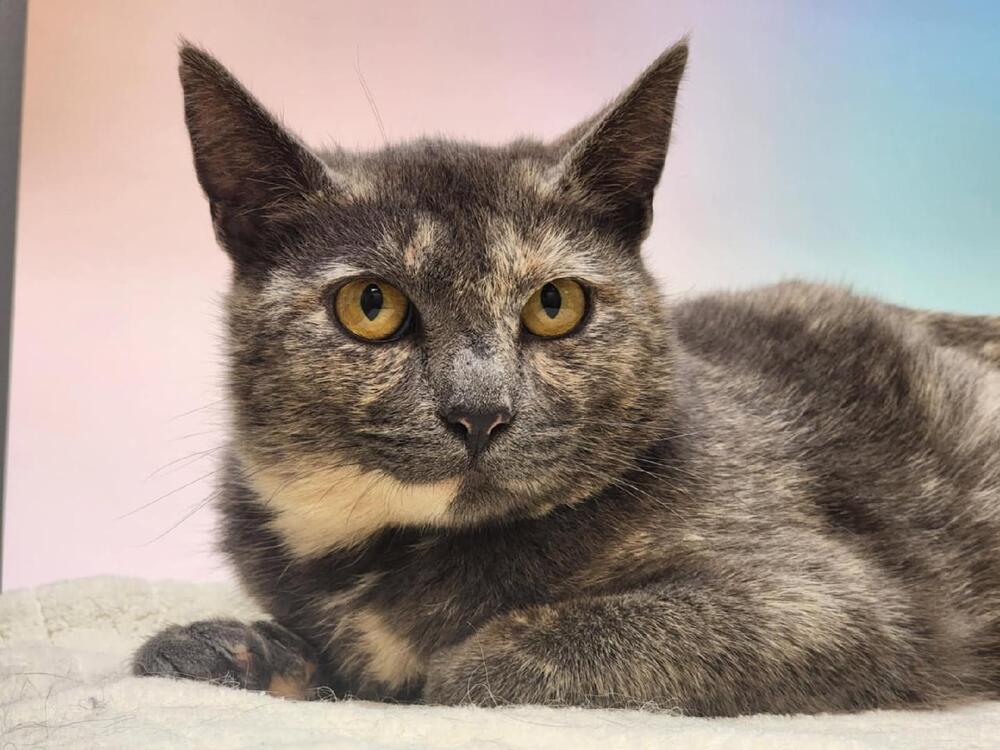 Enlarge Chica, a Adoptable mixed breed in Wendell, NC image 3/3