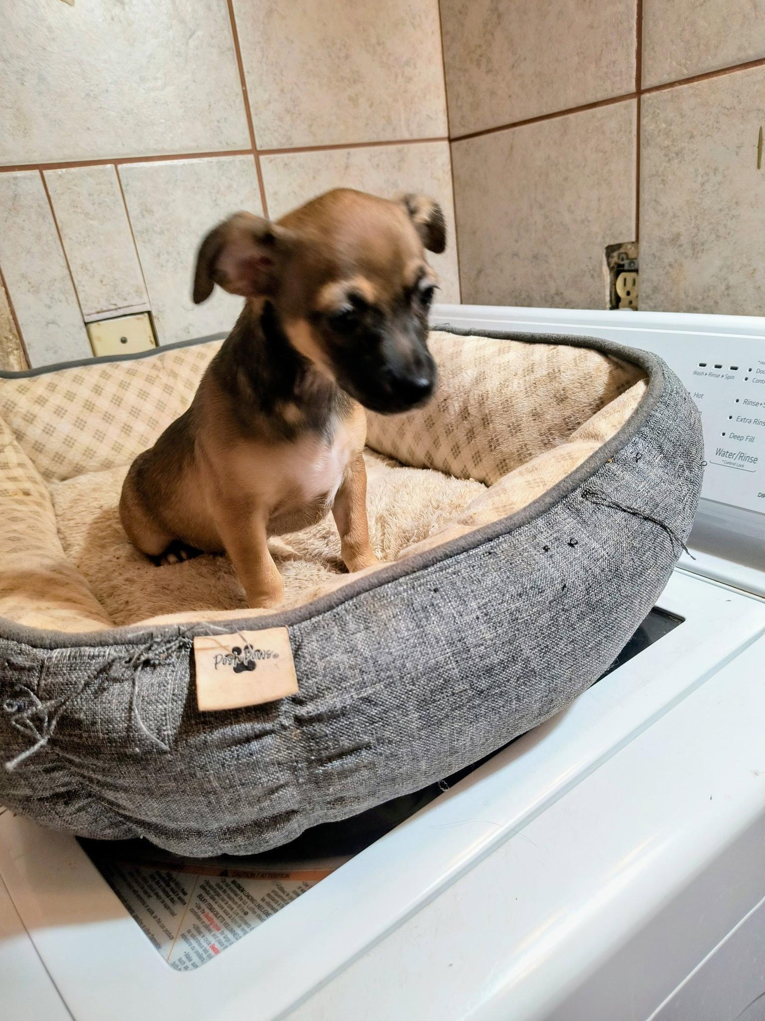 Celaya - ADOPTION IN PROCESS, a Adoptable Chihuahua in Grafton, WI image 1/2