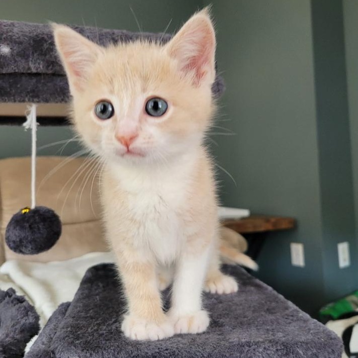 Enlarge Ross, an adopted Domestic Short Hair in Everett, ON image 2/3