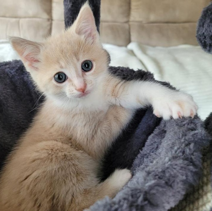Ross, adopted, Kitten Male Domestic Short Hair.