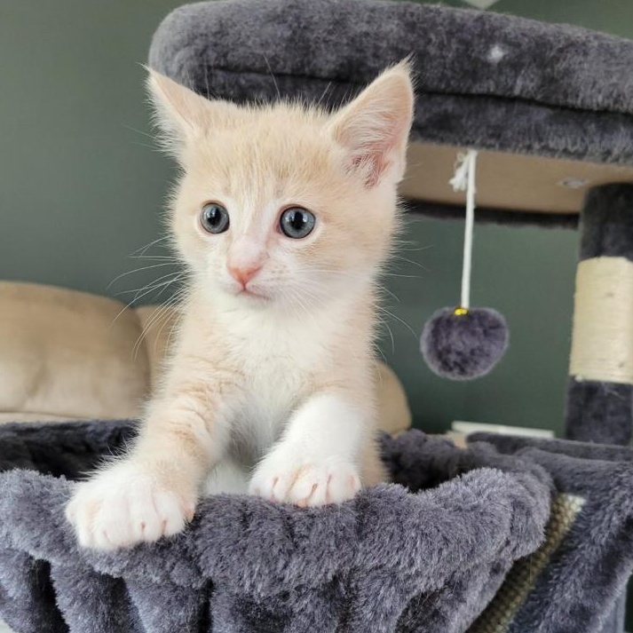 Enlarge Ross, an adopted Domestic Short Hair in Everett, ON image 3/3