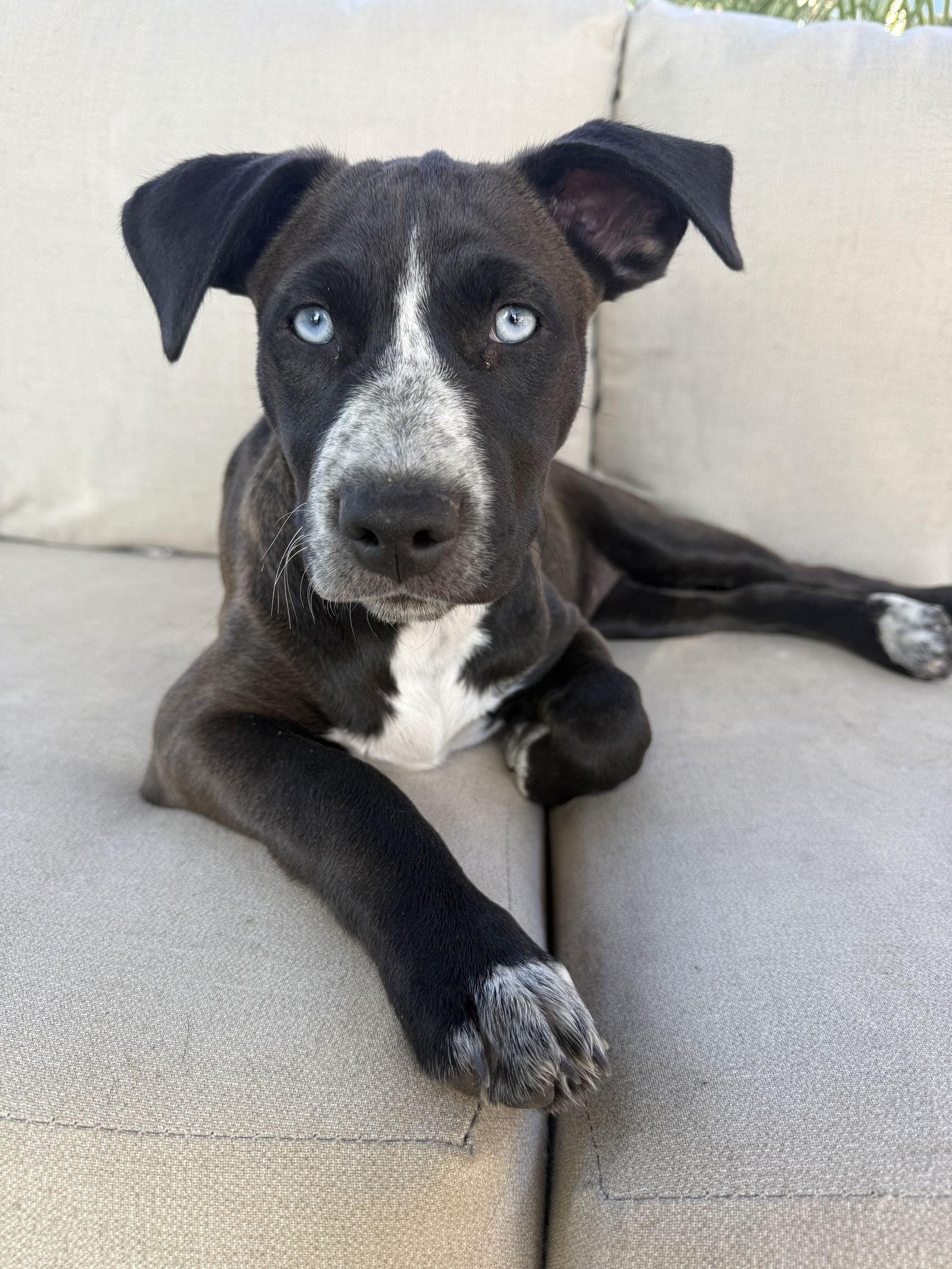 Enlarge Olive, a Adopted Mixed Breed in Sparks, NV image 1/1