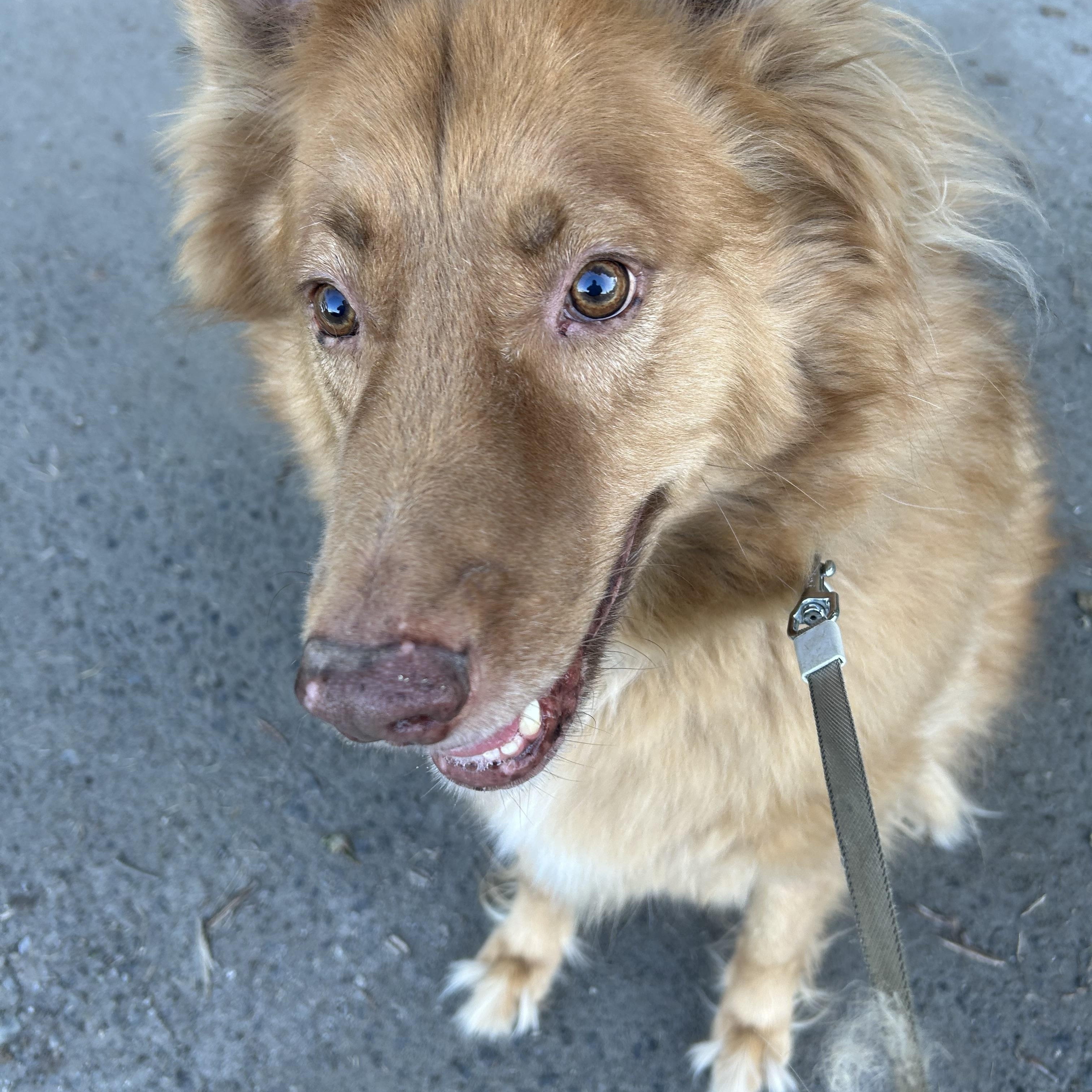 Jack, an adoptable German Shepherd Dog, Collie in Chelsea, VT, 05038 | Photo Image 2