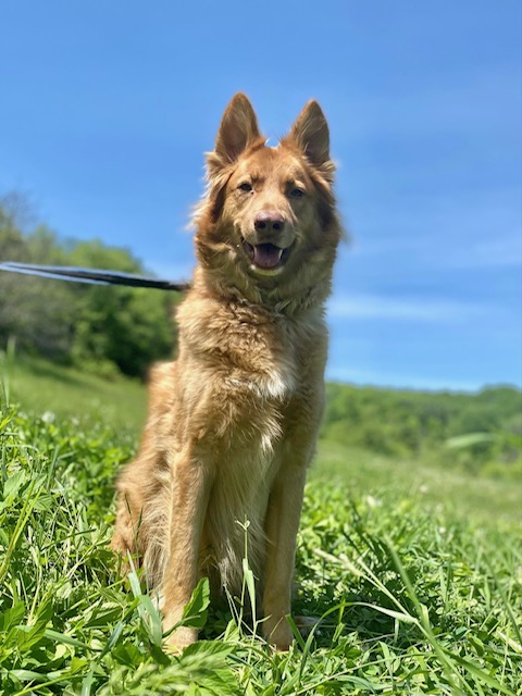 Jack, an adoptable German Shepherd Dog, Collie in Chelsea, VT, 05038 | Photo Image 3