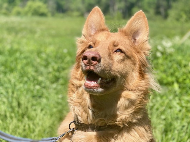 Jack, an adoptable German Shepherd Dog, Collie in Chelsea, VT, 05038 | Photo Image 6