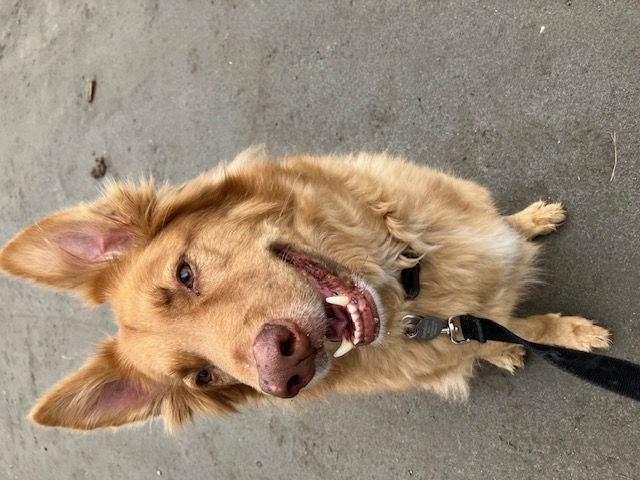 Jack, a Adoptable mixed breed in Chelsea, VT image 4/6