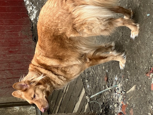 Jack, a Adoptable mixed breed in Chelsea, VT image 5/6