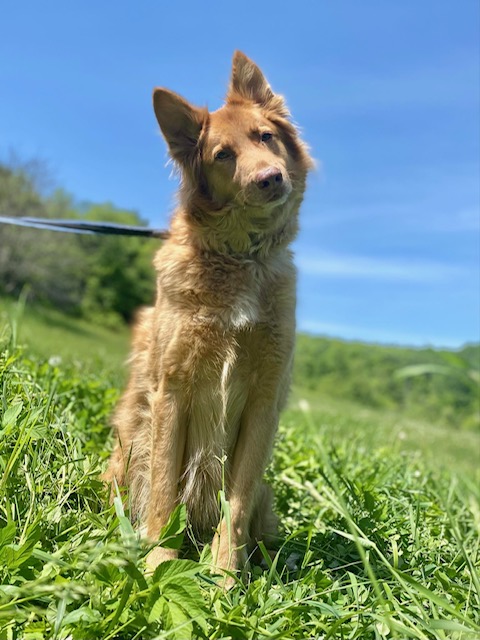 Jack, a Adoptable mixed breed in Chelsea, VT image 1/6