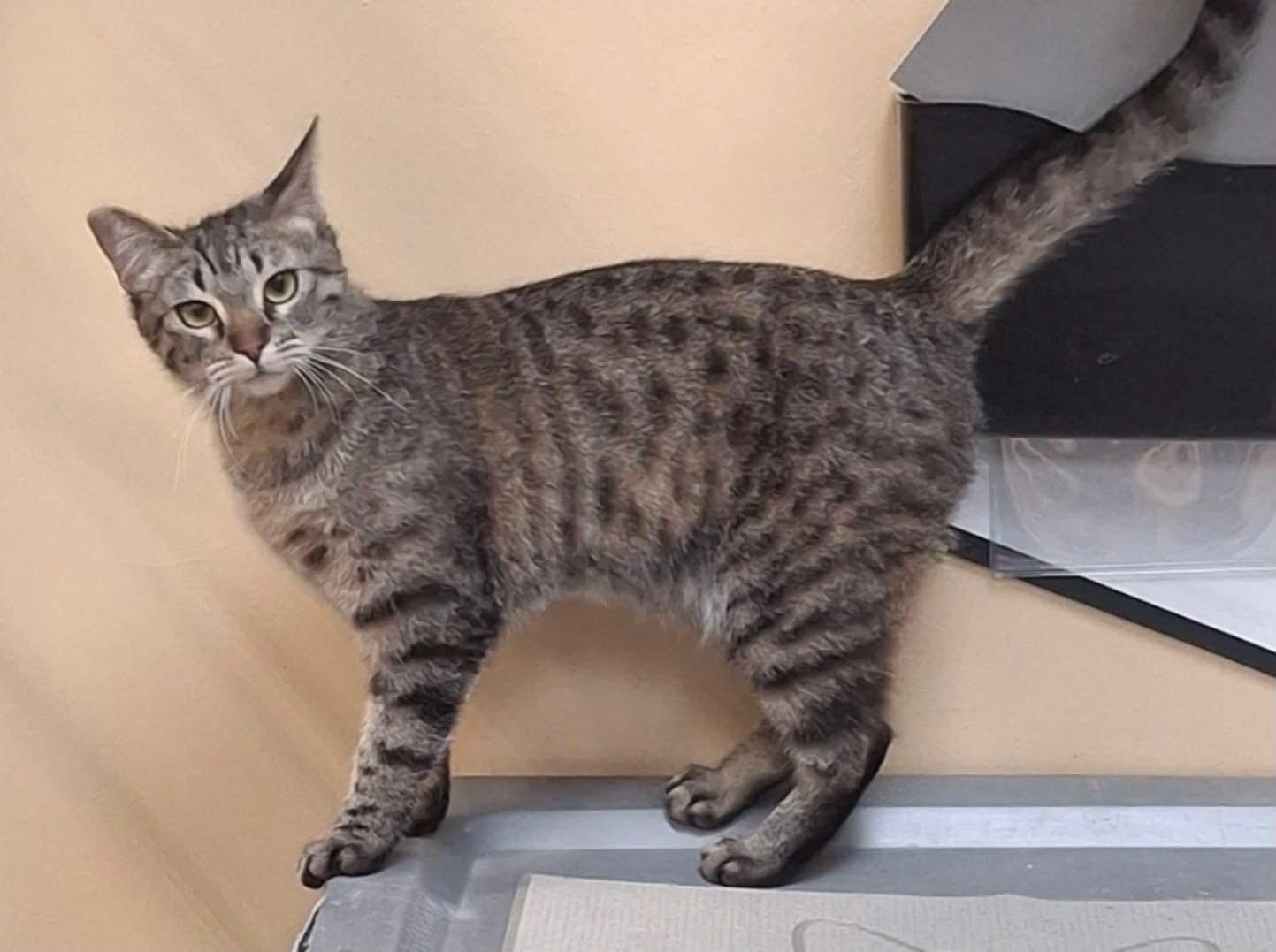 Enlarge Savannah, a ADOPTABLE Domestic Short Hair in Las Vegas, NV image 1/1