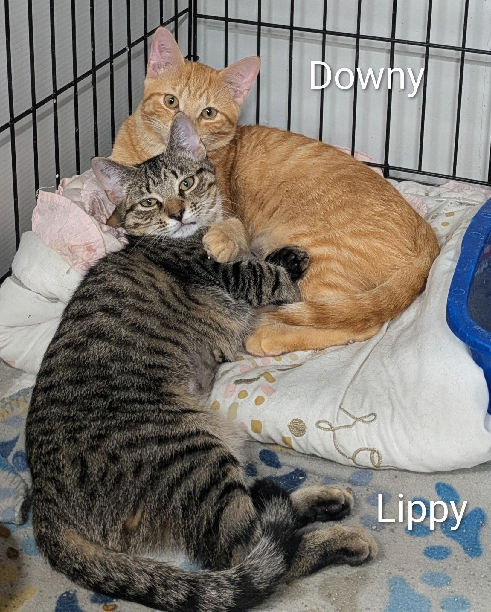 Downy and Lippy, ADOPTABLE, Young Male Domestic Short Hair.