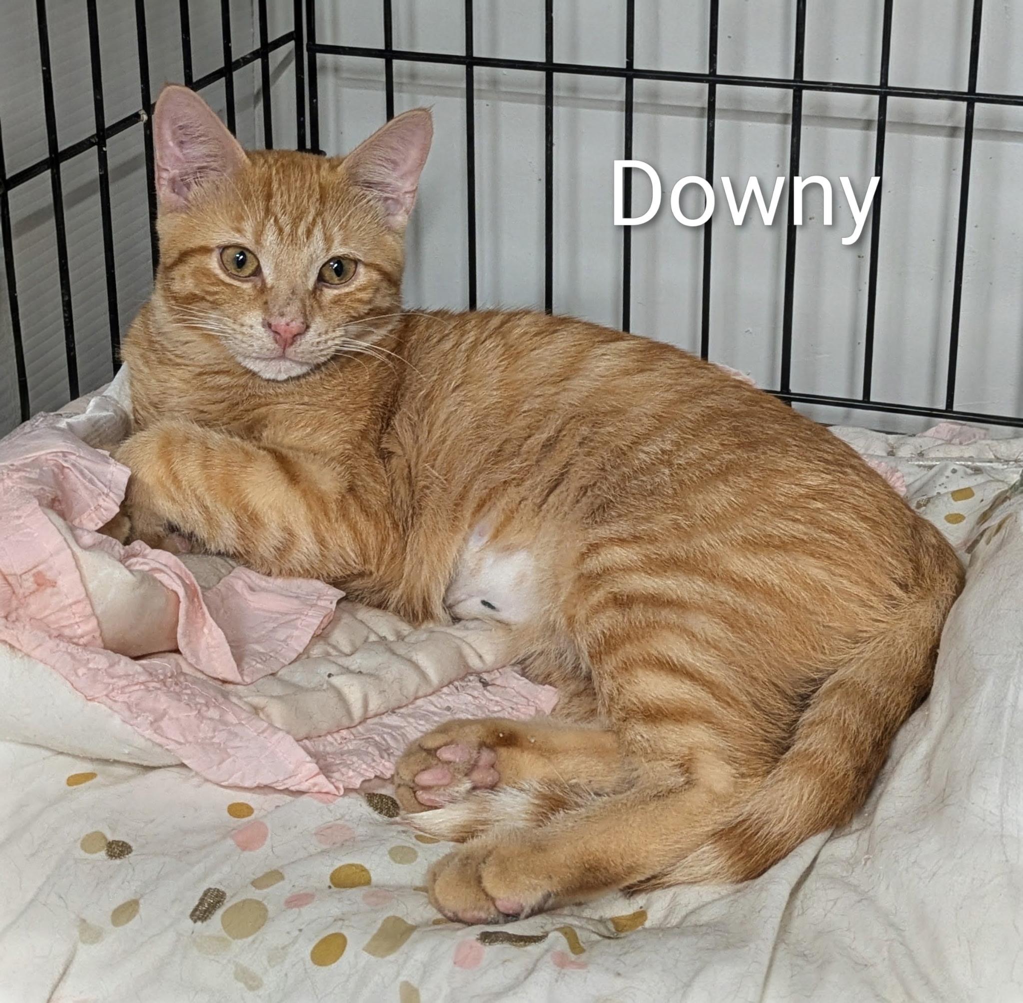 Enlarge Downy and Lippy, a ADOPTABLE Domestic Short Hair in Mears, MI image 3/4