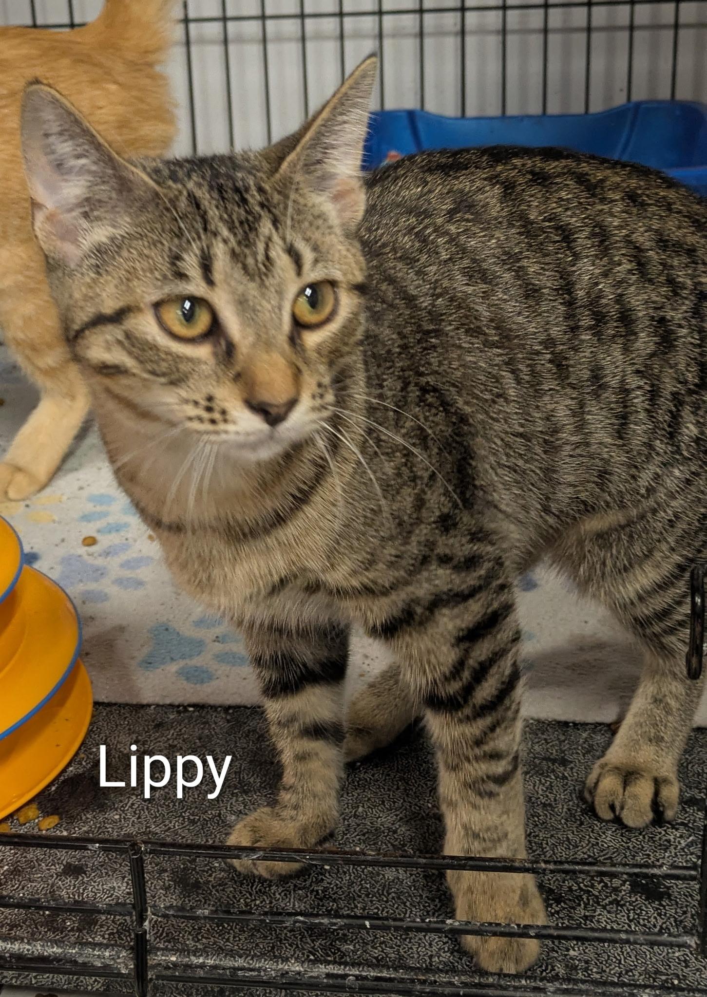 Enlarge Downy and Lippy, a ADOPTABLE Domestic Short Hair in Mears, MI image 4/4