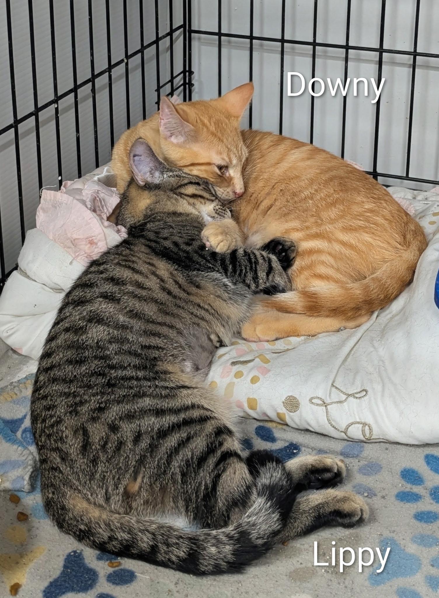 Enlarge Downy and Lippy, a ADOPTABLE Domestic Short Hair in Mears, MI image 2/4