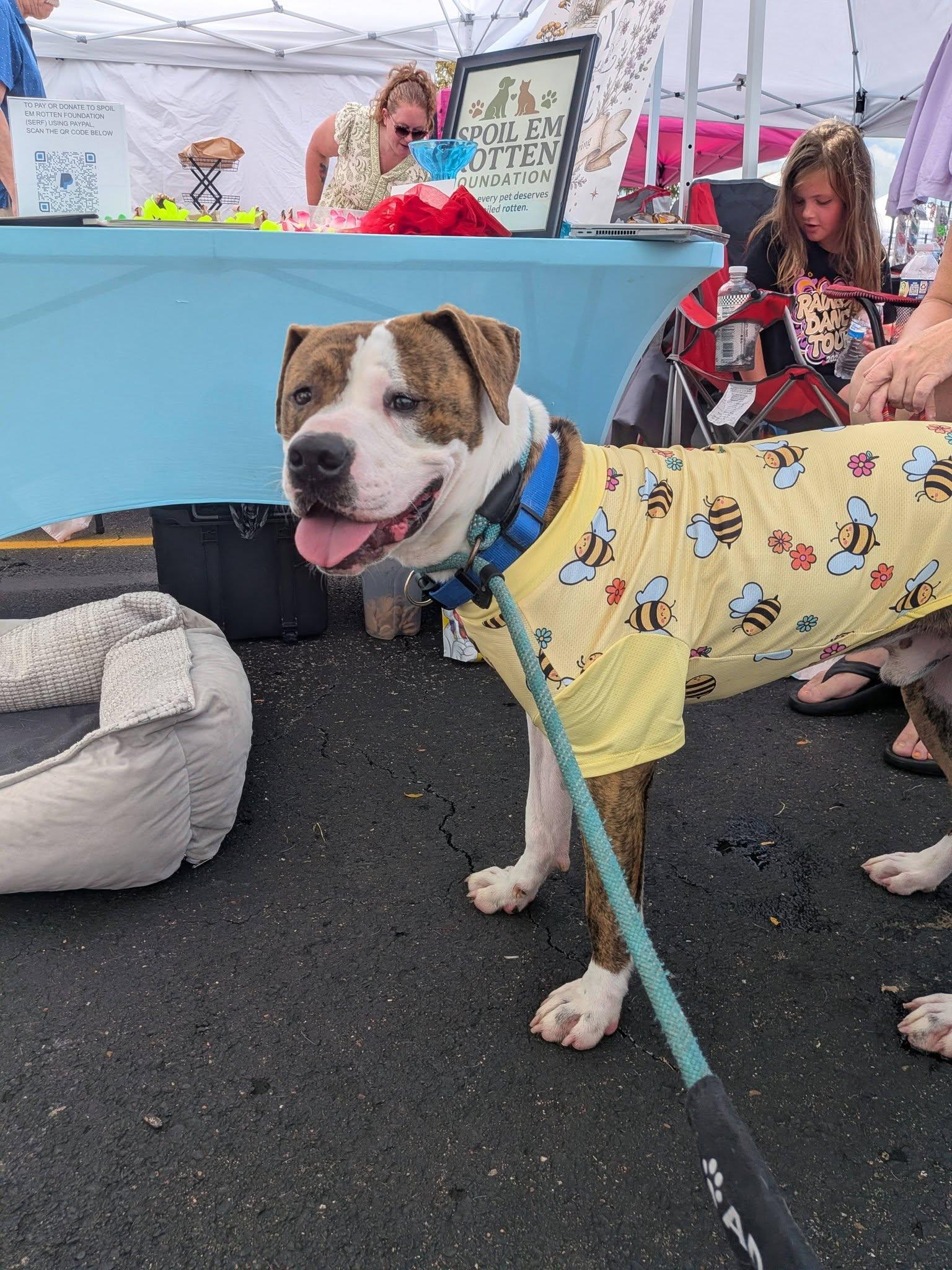 Enlarge Titan, a Adoptable Bullmastiff in Cincinnati, OH image 1/3