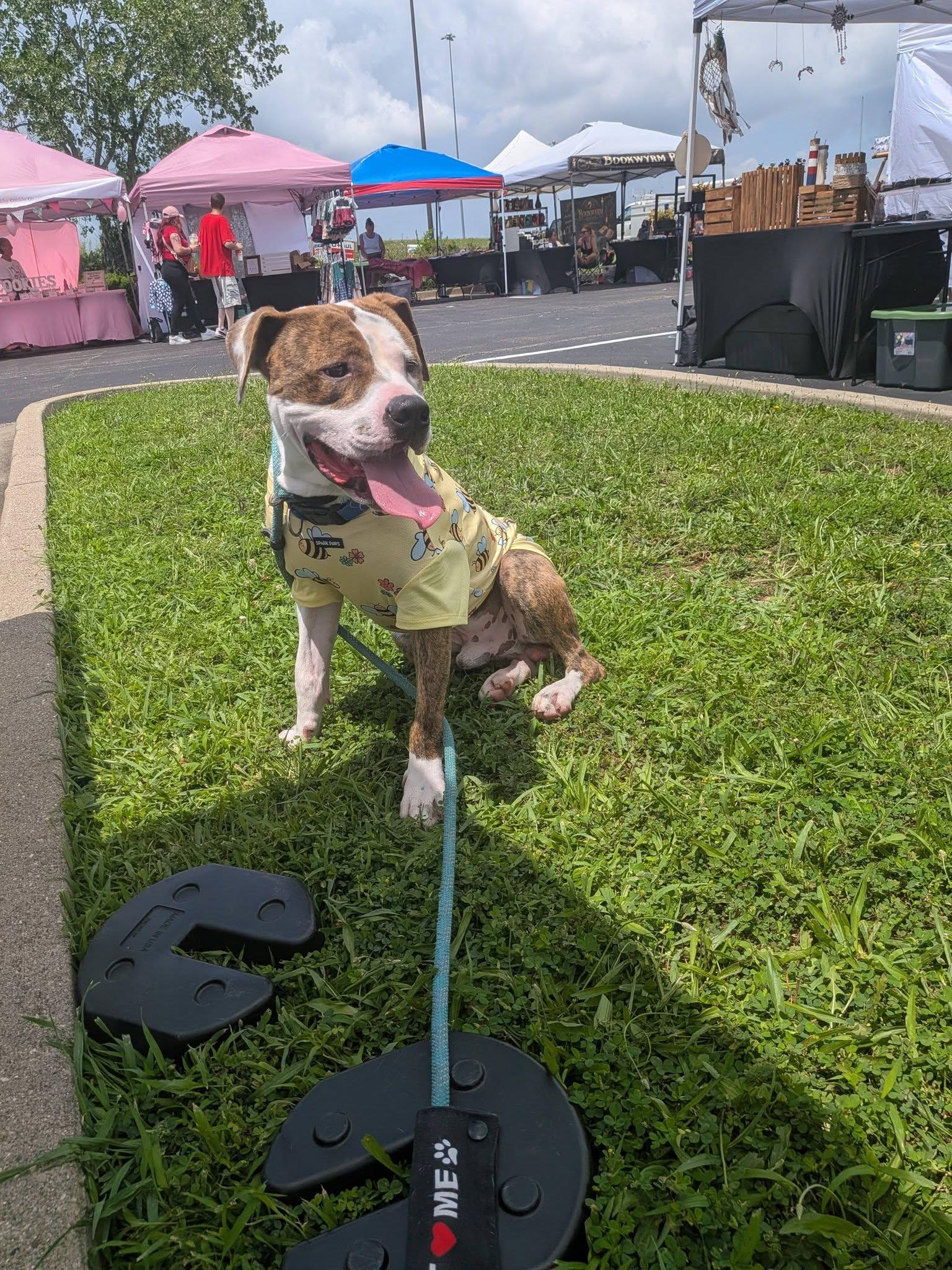 Enlarge Titan, a Adoptable Bullmastiff in Cincinnati, OH image 2/3