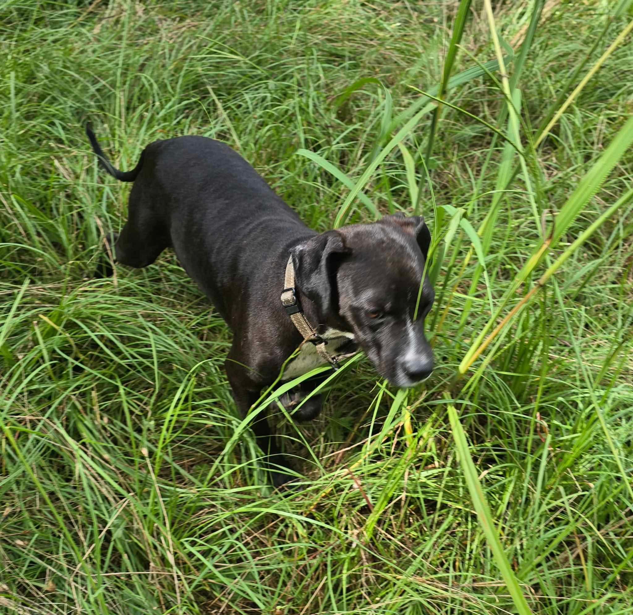 Bennie 5
