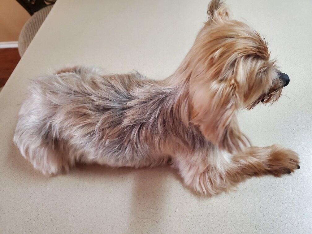 Bella (courtesy listing for public), an adoptable Yorkshire Terrier in Austin, TX image 3/3