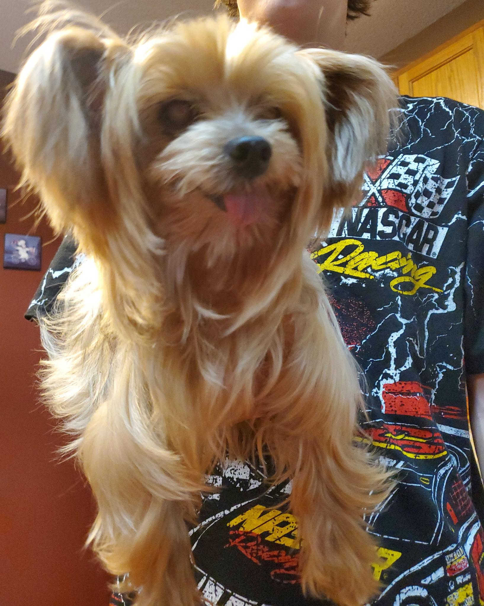 Enlarge Bella (courtesy listing for public), an adoptable Yorkshire Terrier in Austin, TX image 3/3