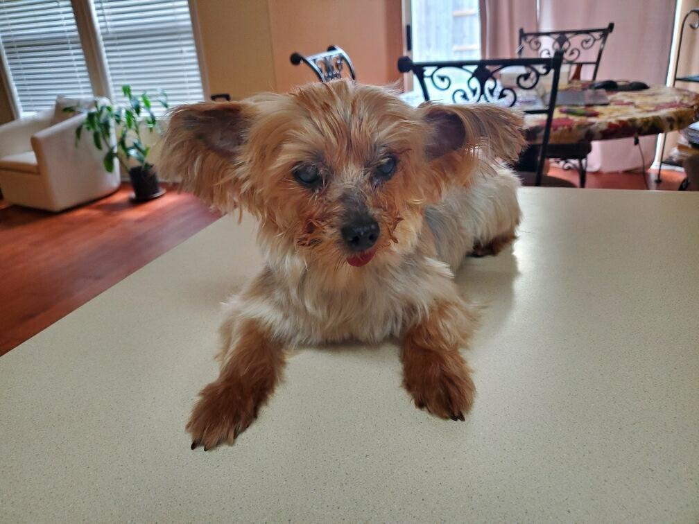 Bella (courtesy listing for public), an adoptable Yorkshire Terrier in Austin, TX image 2/3