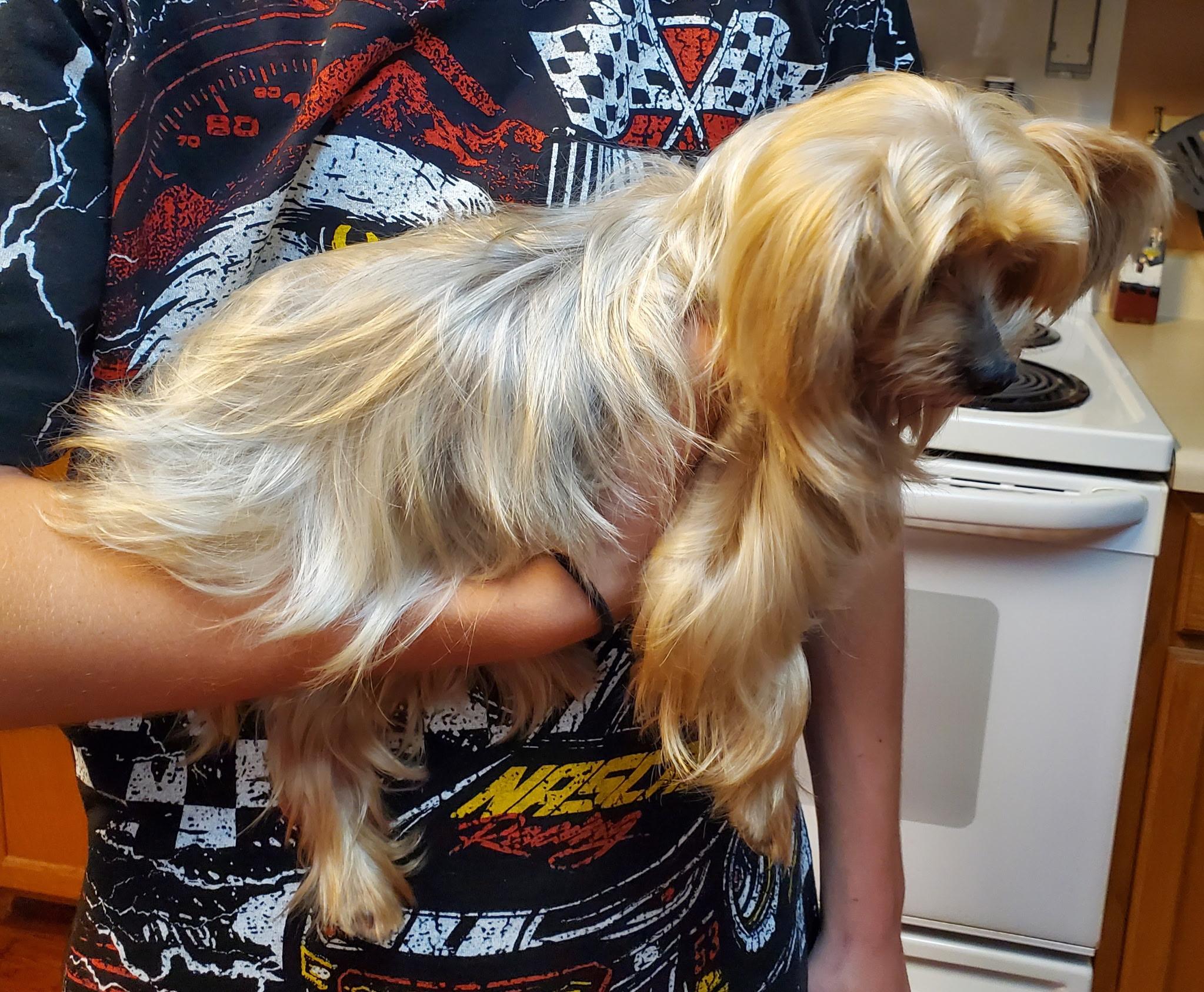 Enlarge Bella (courtesy listing for public), an adoptable Yorkshire Terrier in Austin, TX image 2/3