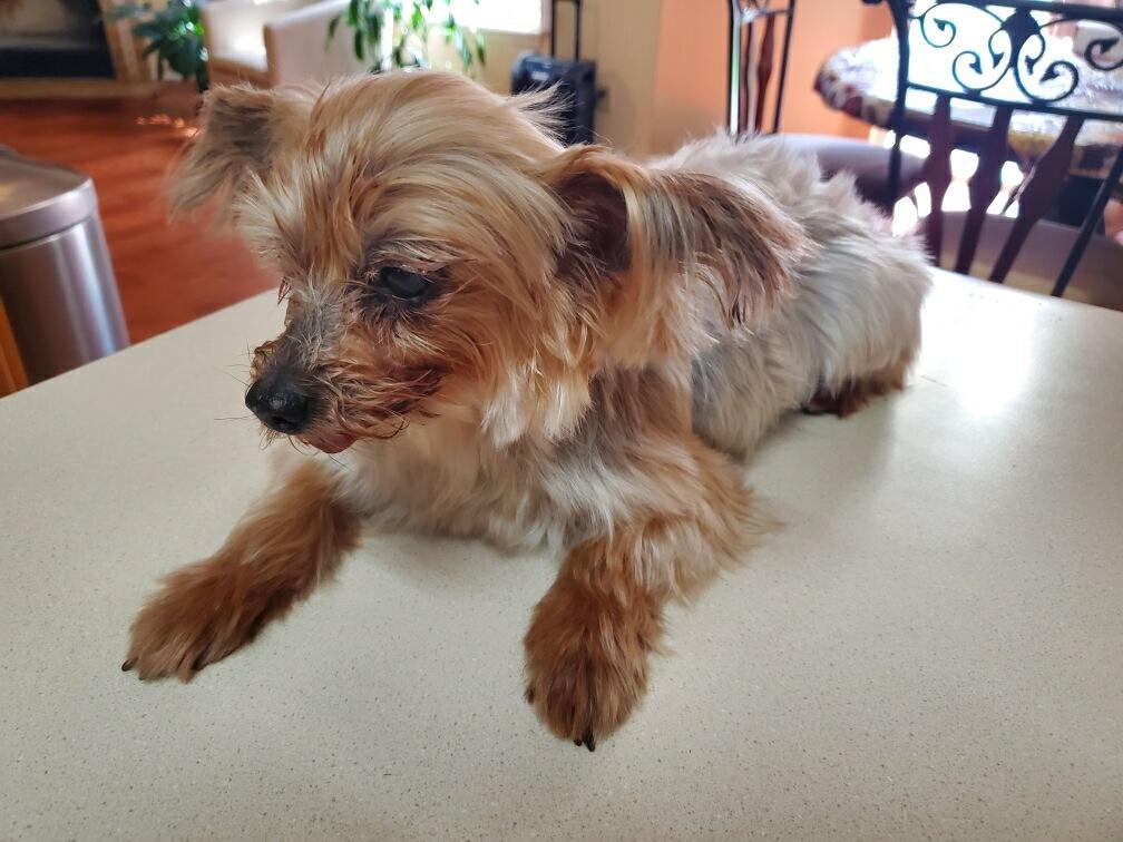 Bella (courtesy listing for public), adoptable, Senior Female Yorkshire Terrier.