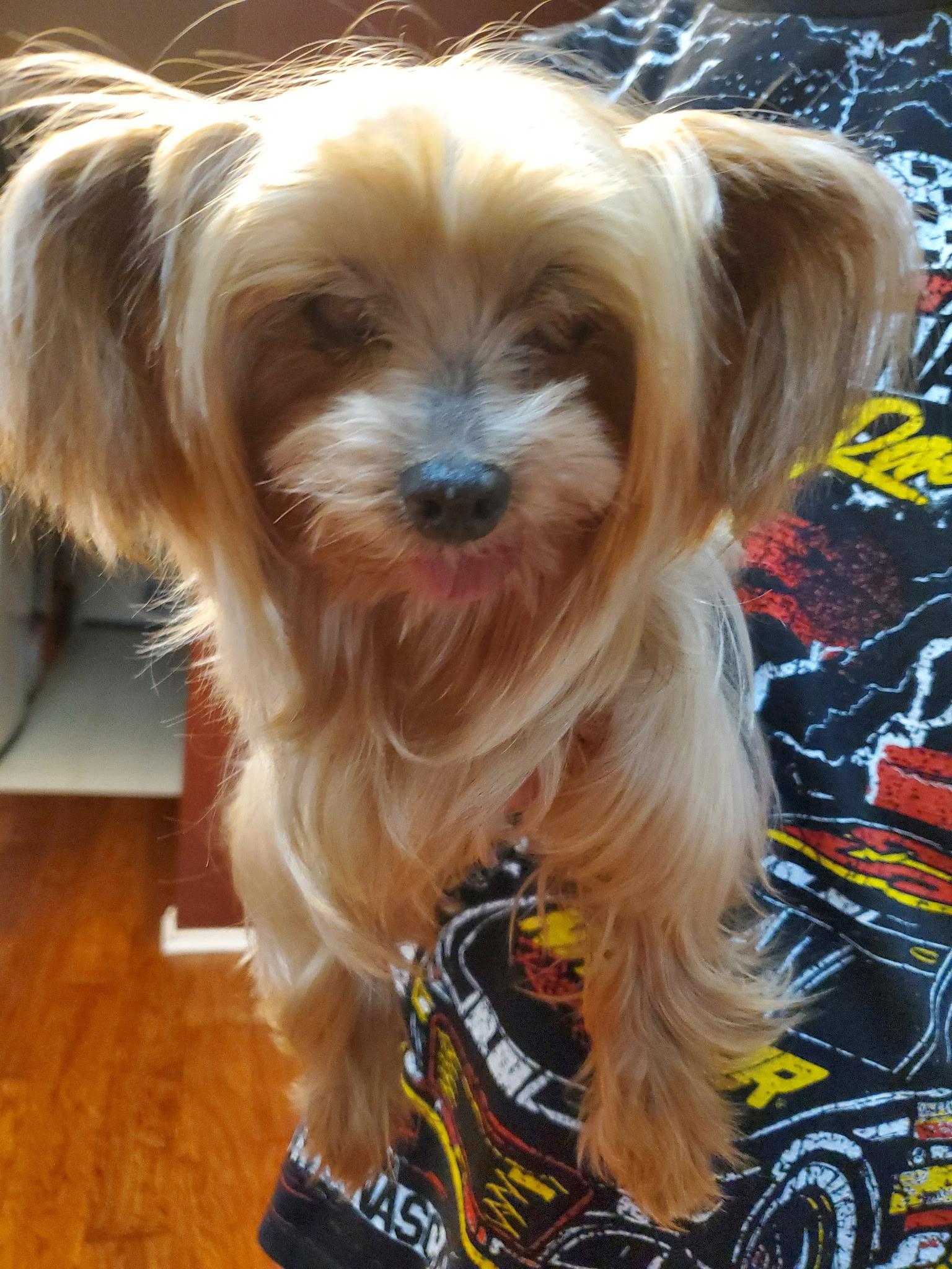 Enlarge Bella (courtesy listing for public), an adoptable Yorkshire Terrier in Austin, TX image 1/3