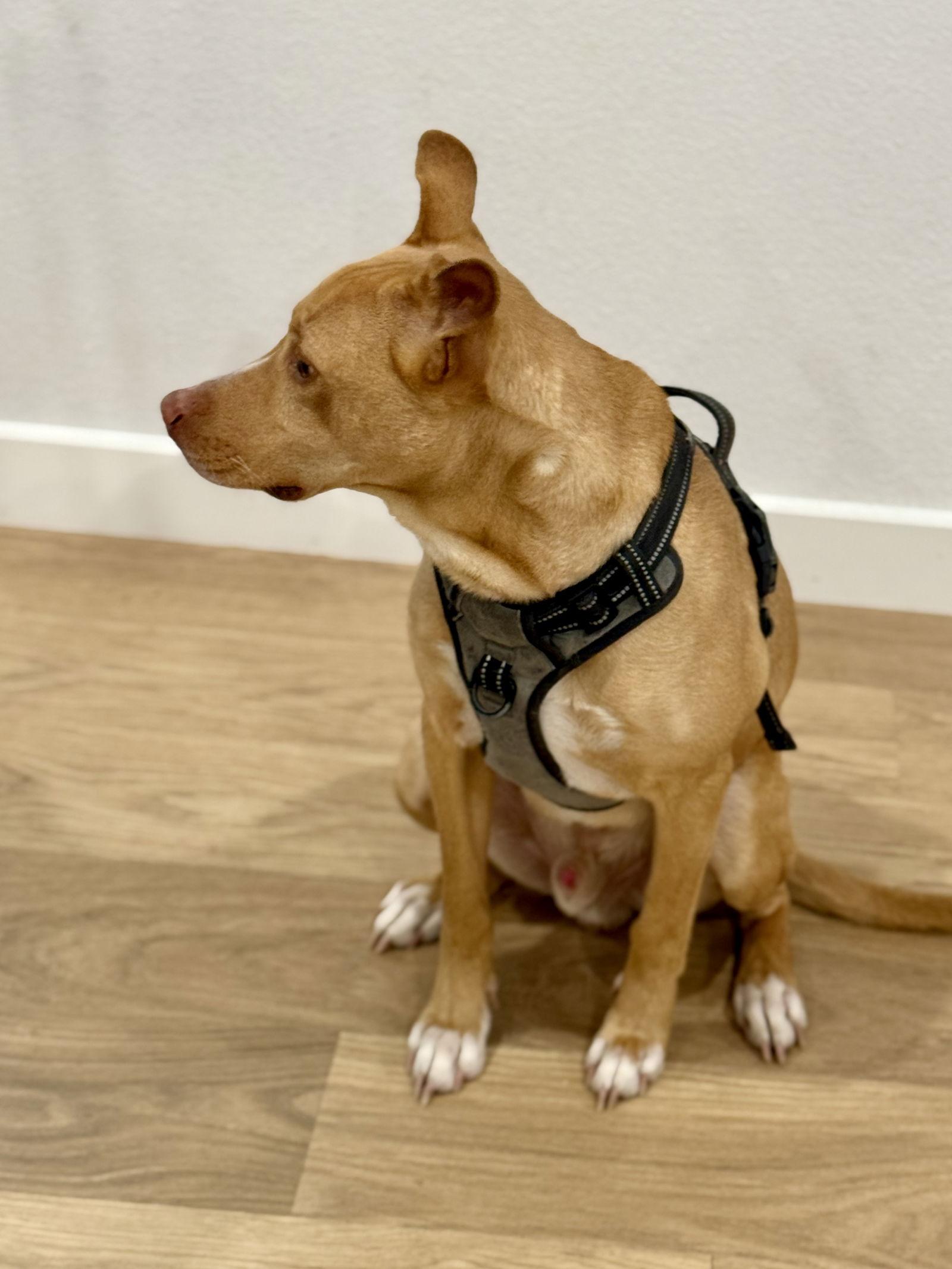 Enlarge Rocky, a Adoptable mixed breed in McKinney, TX image 1/3