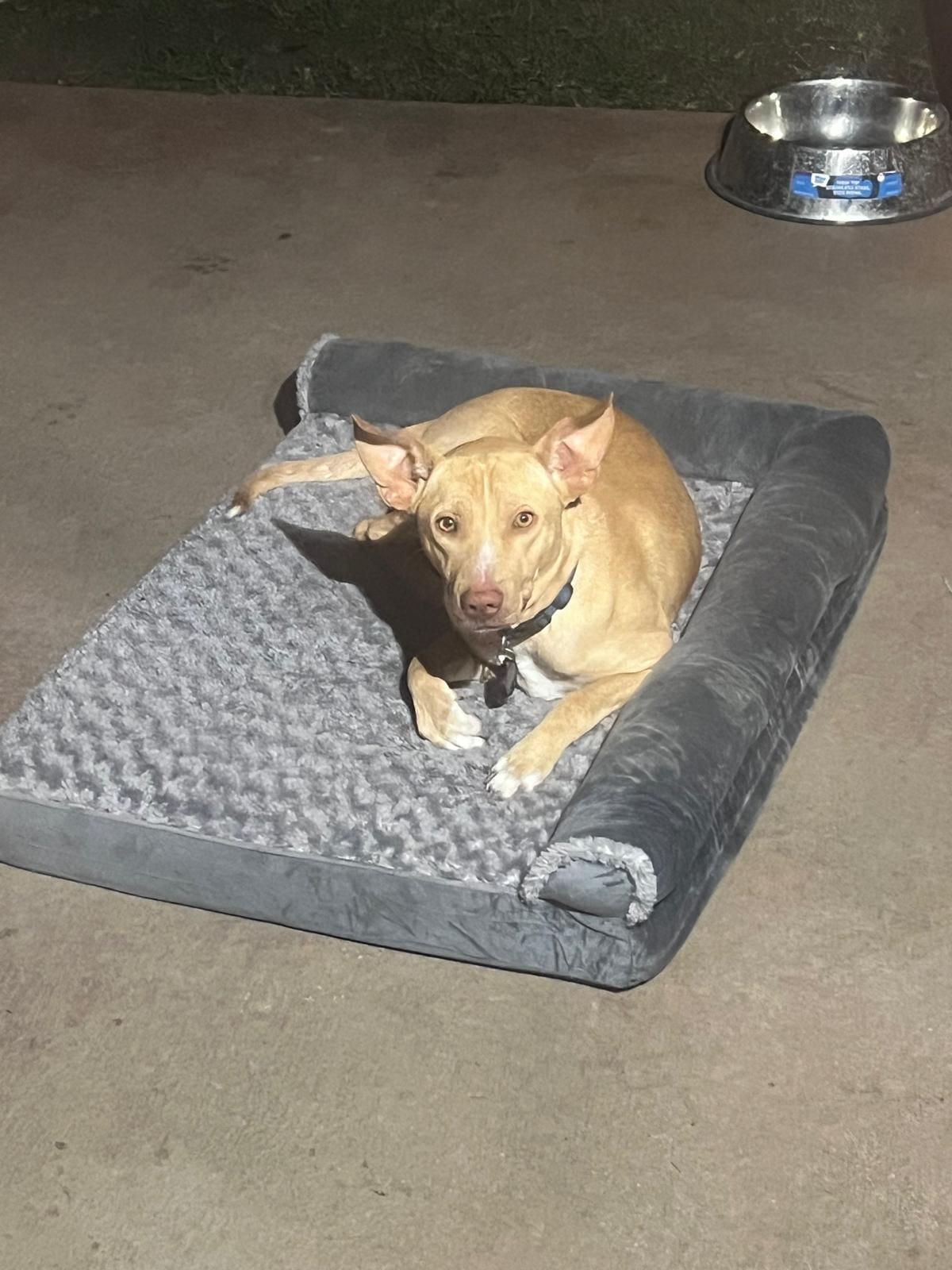 Rocky, Adoptable, Young Male Pit Bull Terrier & Chihuahua.