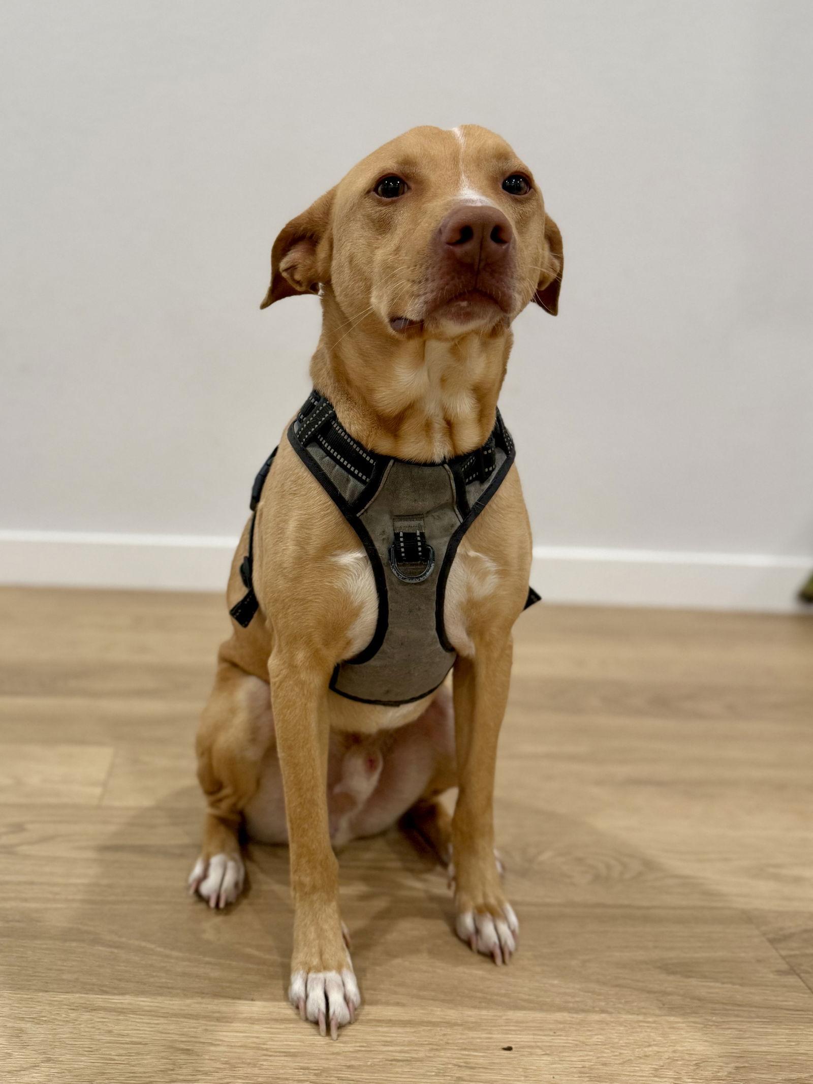 Enlarge Rocky, a Adoptable mixed breed in McKinney, TX image 3/3