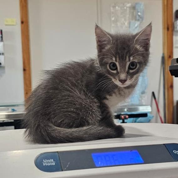 Enlarge Kevin, a Adoptable Domestic Short Hair in Harlingen, TX image 1/3