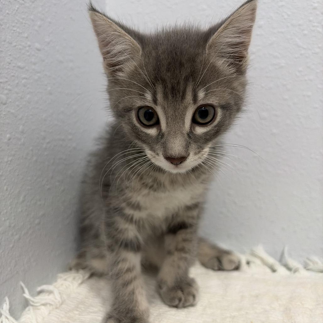 Enlarge Kevin, a Adoptable Domestic Short Hair in Harlingen, TX image 2/3