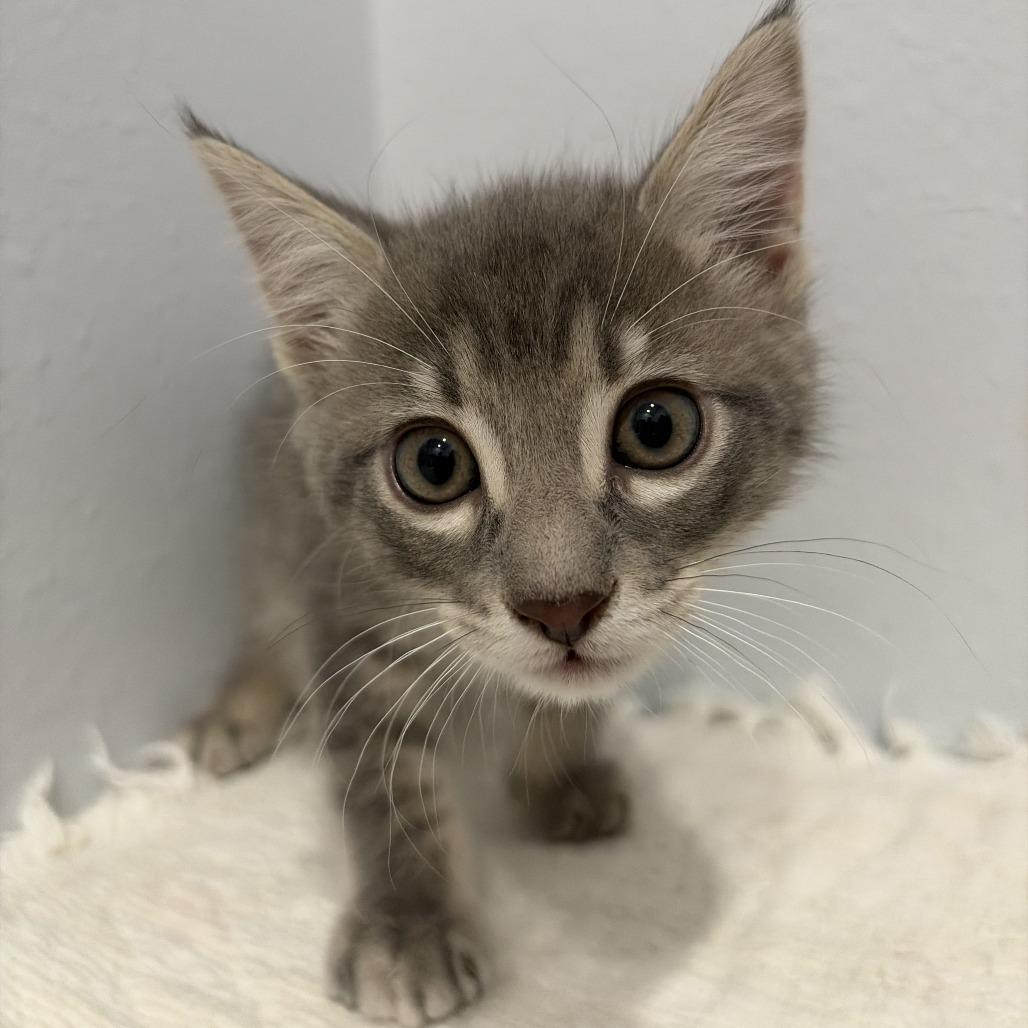 Enlarge Kevin, a Adoptable Domestic Short Hair in Harlingen, TX image 3/3