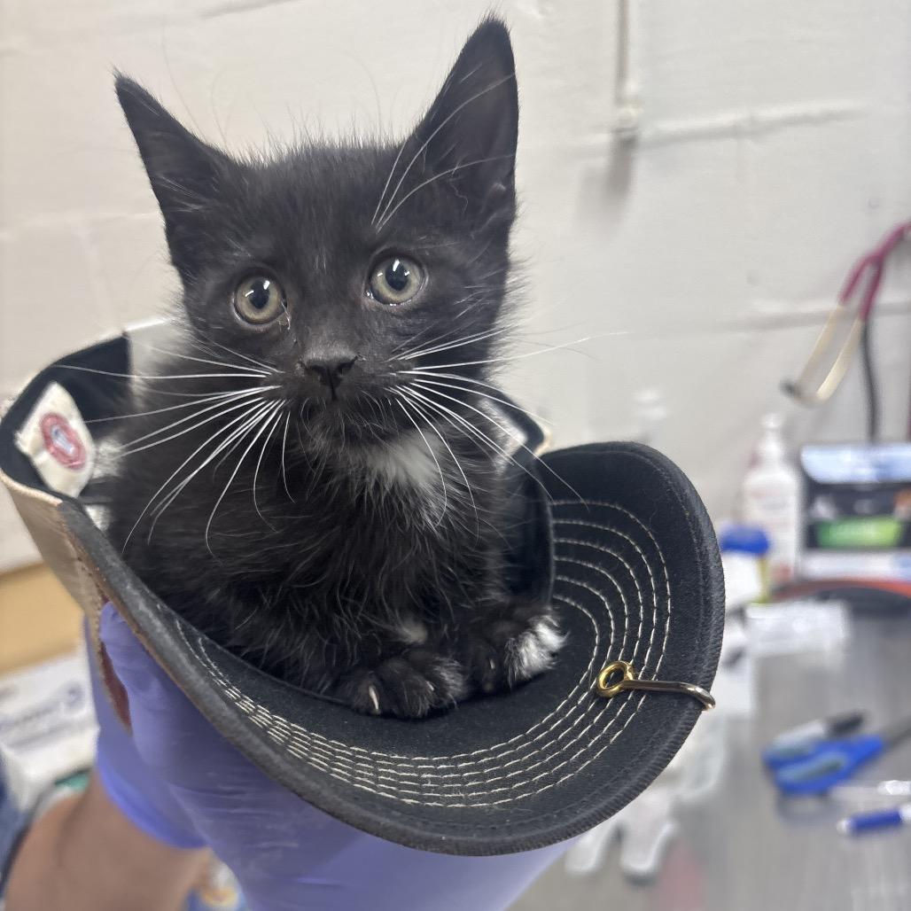 Sprite, Adoptable, Kitten Female Domestic Short Hair.