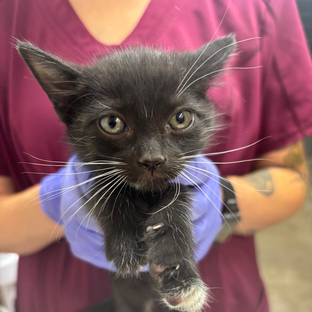 Enlarge Sprite, a Adoptable Domestic Short Hair in Clanton, AL image 2/2