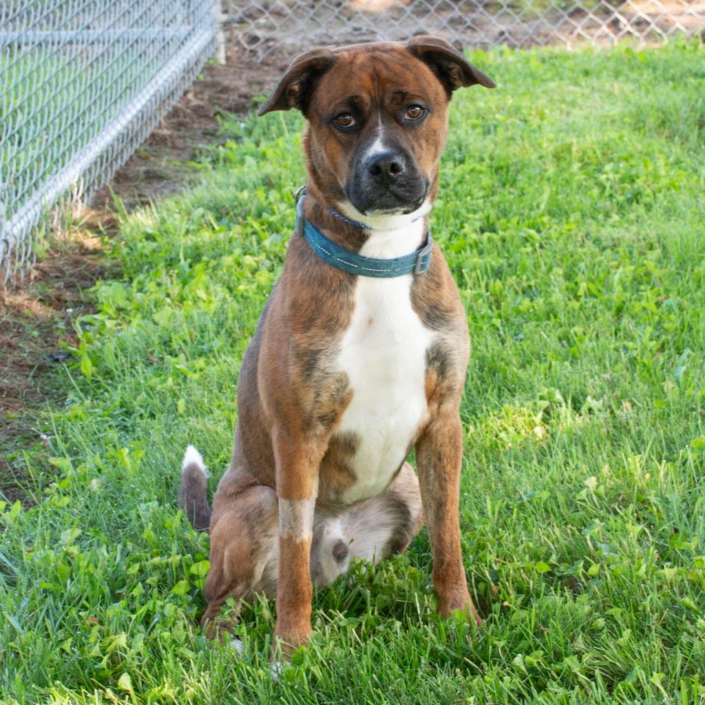 Bronx, Adoptable, Young Male Boxer & Shepherd.