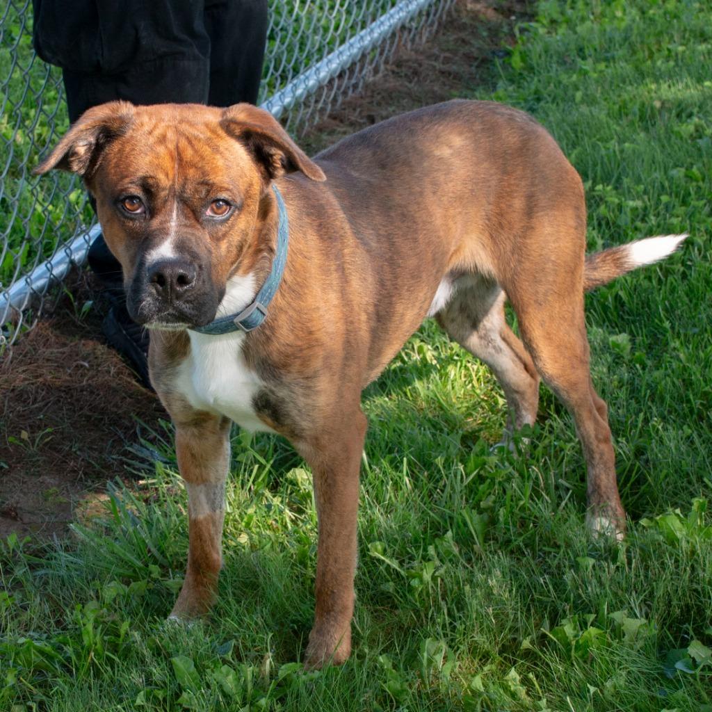Enlarge Bronx, a Adoptable mixed breed in Troy, OH image 2/3