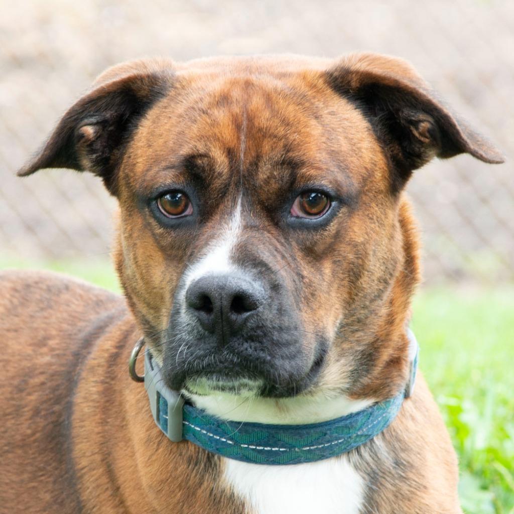 Enlarge Bronx, a Adoptable mixed breed in Troy, OH image 3/3