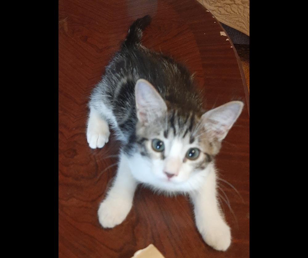 Harry JR, Adoptable, Kitten Male Tabby.