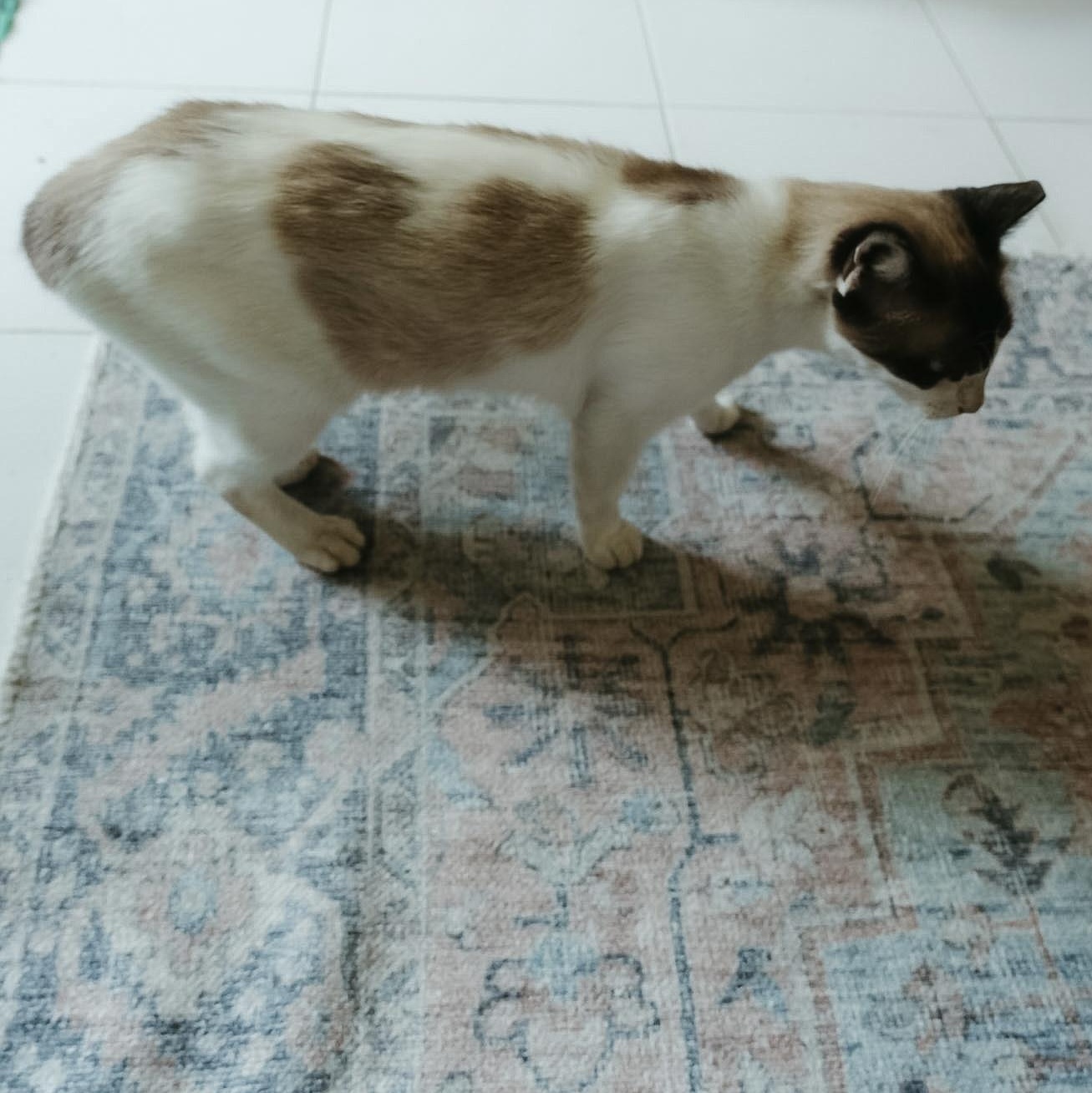 Cecilia, an adopted Siamese in San Juan, PR image 2/2