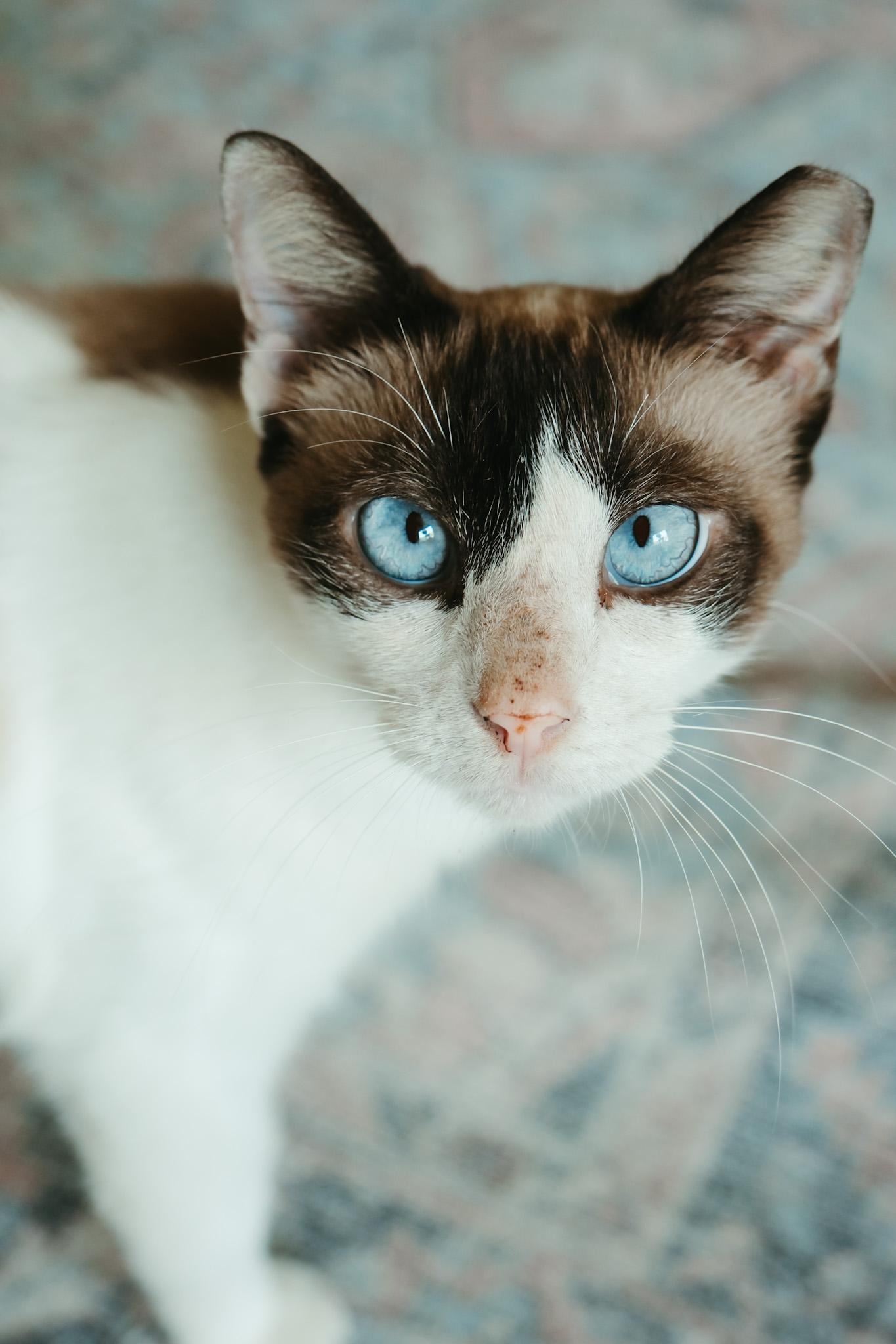 Cecilia, adopted, Young Female Siamese.