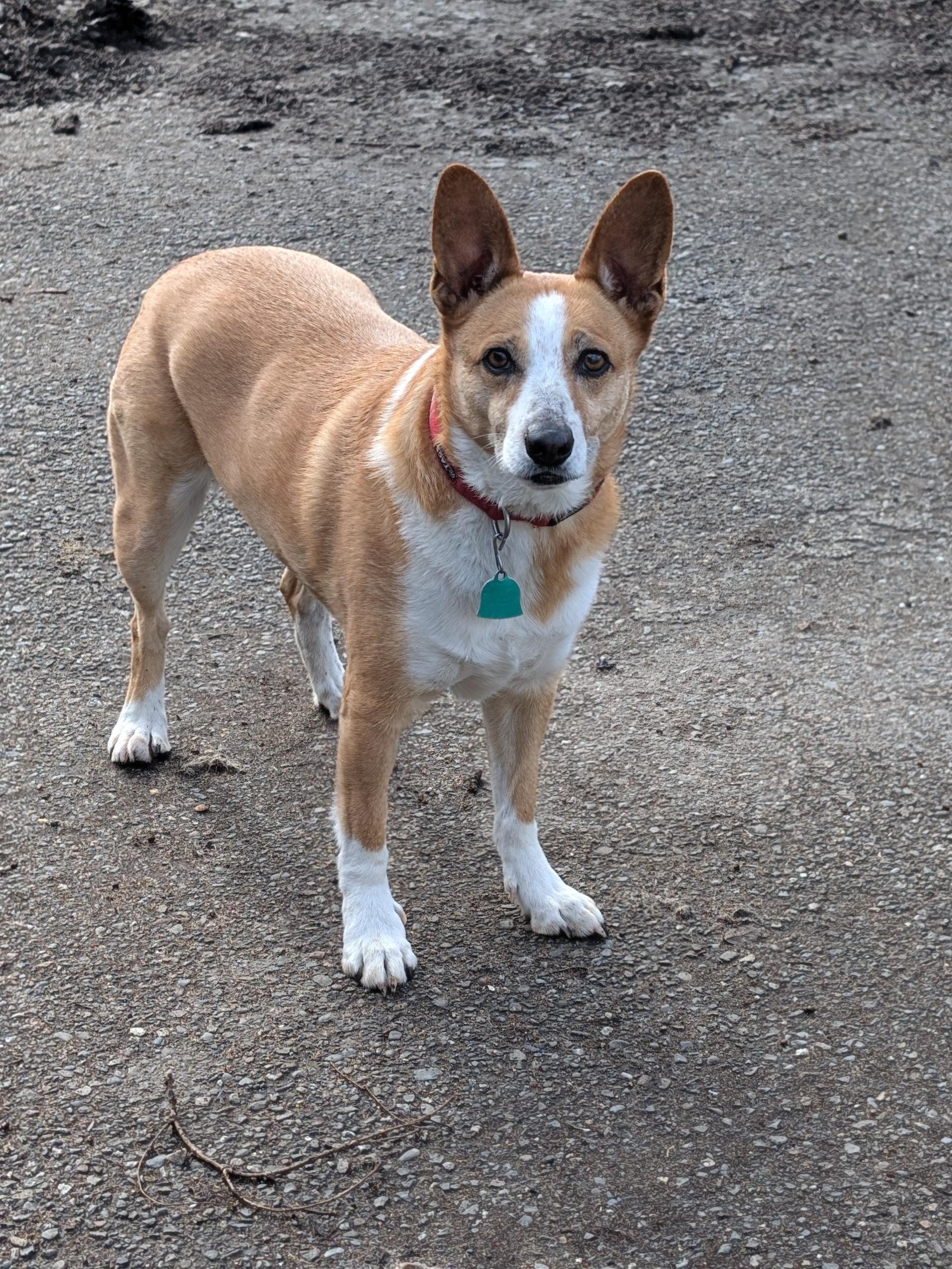 Tikka, ADOPTABLE, Senior Female Cardigan Welsh Corgi & Australian Cattle Dog / Blue Heeler.