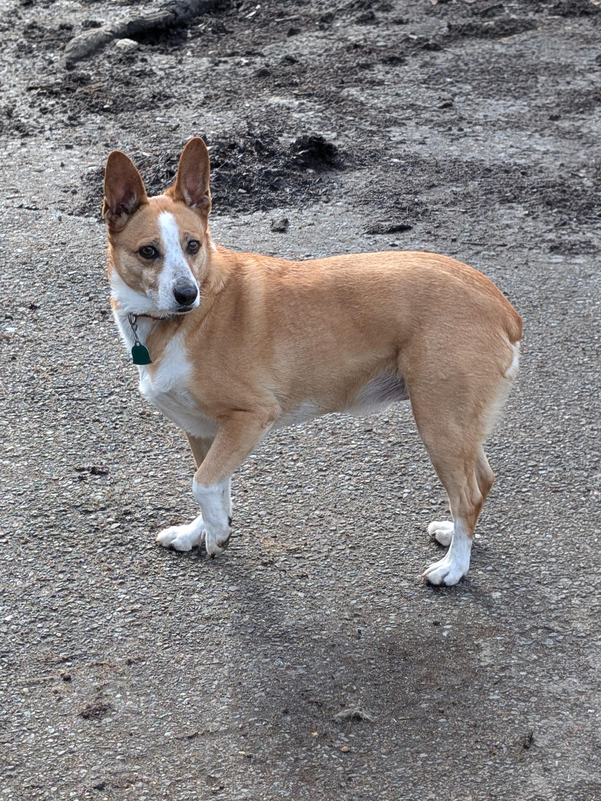 Enlarge Tikka, a ADOPTABLE mixed breed in COEUR D ALENE, ID image 4/6